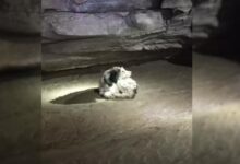 Dog Spent Two Months In A Cave Before He Was Found By Explorers