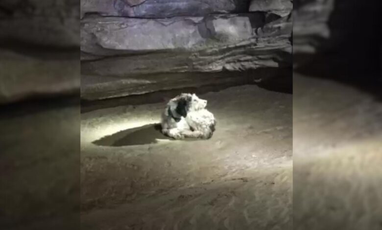 Dog Spent Two Months In A Cave Before He Was Found By Explorers