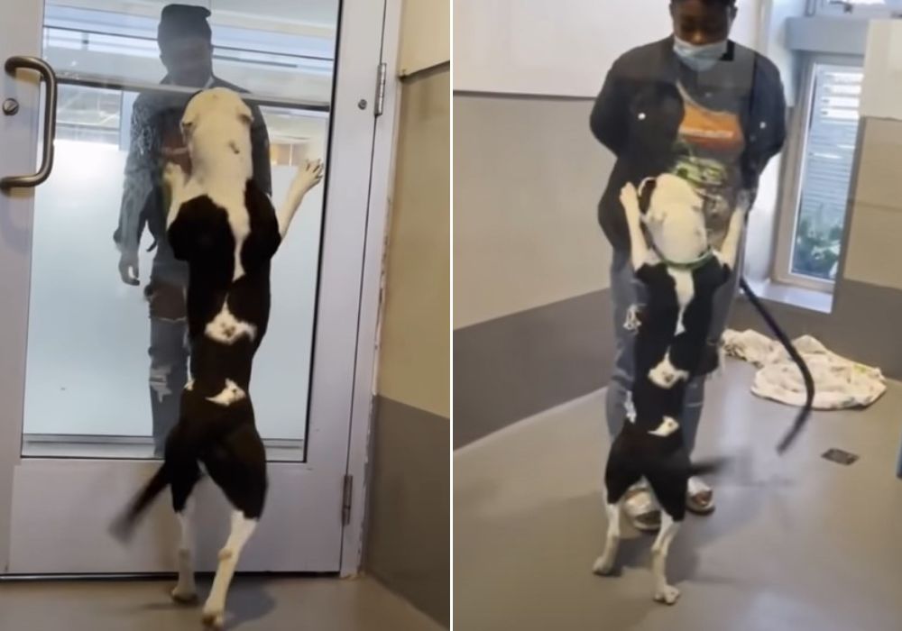 the dog jumps in front of the door when he saw his owner