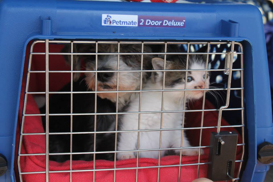 dog and cat in a blue kennel