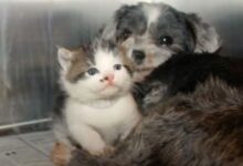 Amazing Dog Risked Her Life To Save A Small Kitten