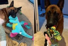 German Shepherd Holds Onto His Toy After Undergoing A Life-Saving Surgery 