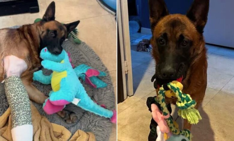 German Shepherd Holds Onto His Toy After Undergoing A Life-Saving Surgery 