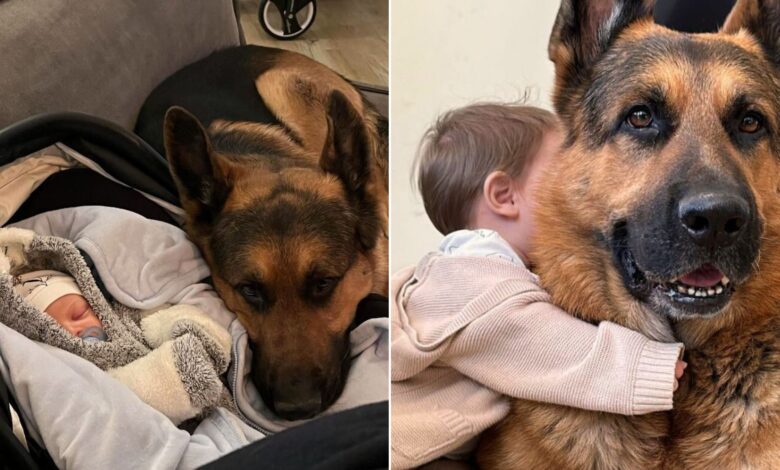 Giant German Shepherd Falls In Love With His Baby Brother And Becomes A Devoted Nanny