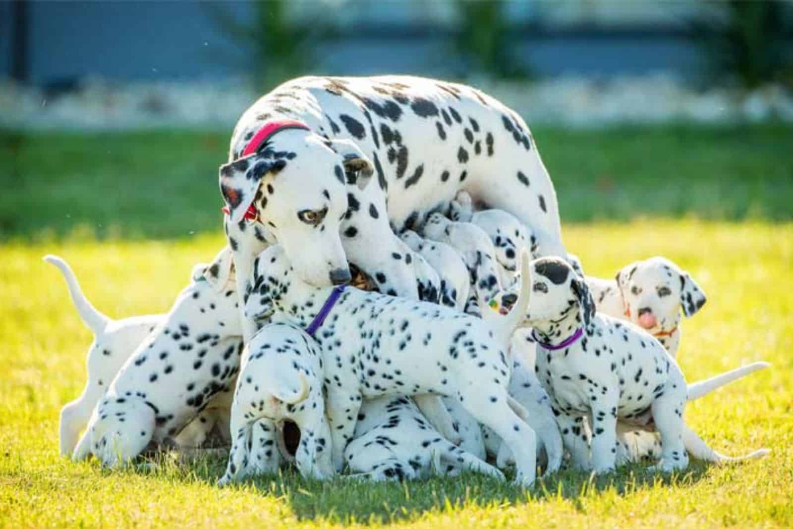 dalmatian dog mother and her puppies in the garden