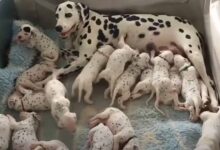 Owners Were Shocked To See Their Dalmatian Dog Give Birth To One Of The Largest Litters Ever