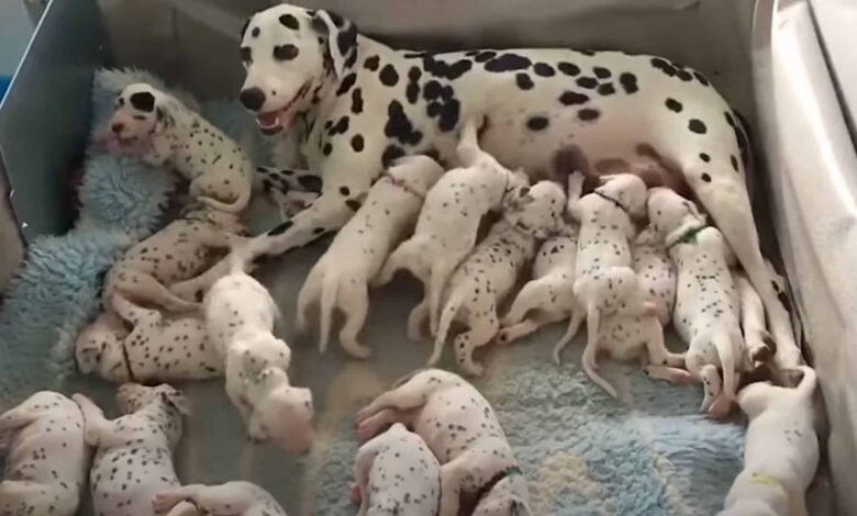 Owners Were Shocked To See Their Dalmatian Dog Give Birth To One Of The Largest Litters Ever