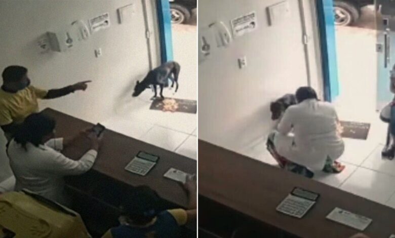 A Stray Dog Visited The Vet Clinic On His Own And That Was The Best Decision In His Life