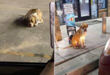 Rescuers Found A Stray Dog At A Gas Station And Then Realized Something Was Terribly Wrong