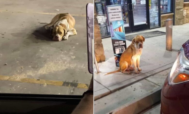 Rescuers Found A Stray Dog At A Gas Station And Then Realized Something Was Terribly Wrong