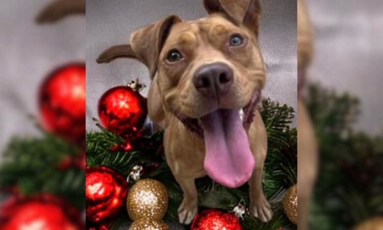 A Shelter Dog’s Emotional Christmas Plea For A Loving Home Will Make Your Heart Cry