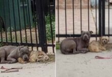 A Stray Pittie And His Yorkie Mix Friend Didn’t Want To Leave Each Other Even After Being Rescued