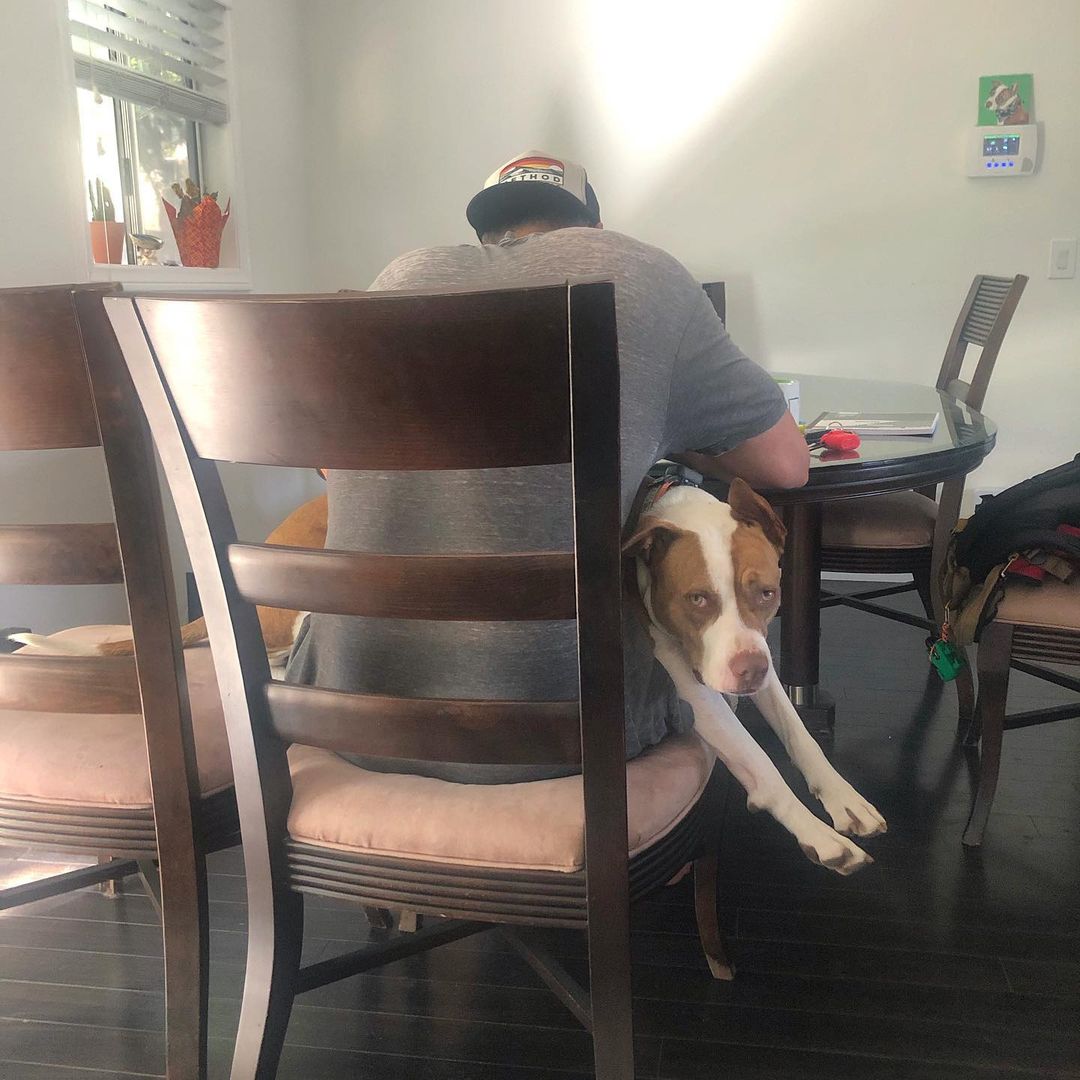 dog and owner together sitting on the same chair