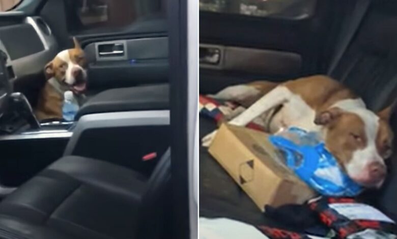 This Dog Went Into Someone’s Truck And Didn’t Want To Leave Until They Adopted Him