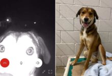 This Sweet Rescue Dog Ran Back To Her Former Shelter And Rang The Doorbell