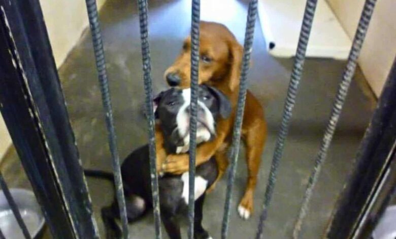 These Beautiful Dogs Were Almost Euthanized But Got A New Chance Because Of A Hugging Picture