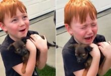 Boy Wanted A Dog So Much And Was Surprised By An Amazing Present From His Grandma