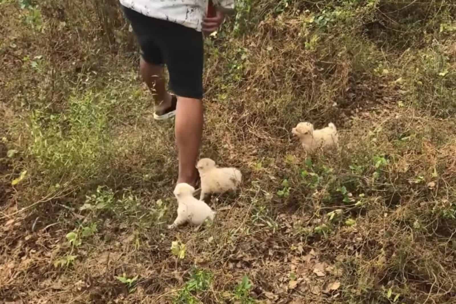 puppies walking around a man that found them
