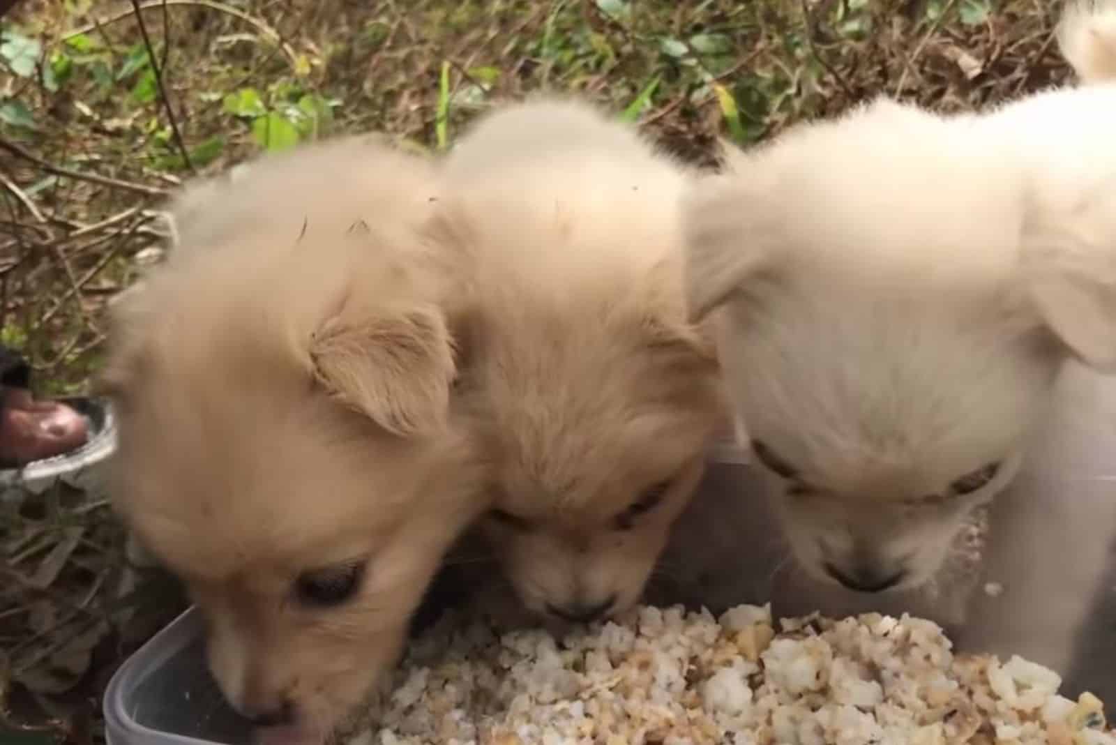 cute puppies eating food from a bowl