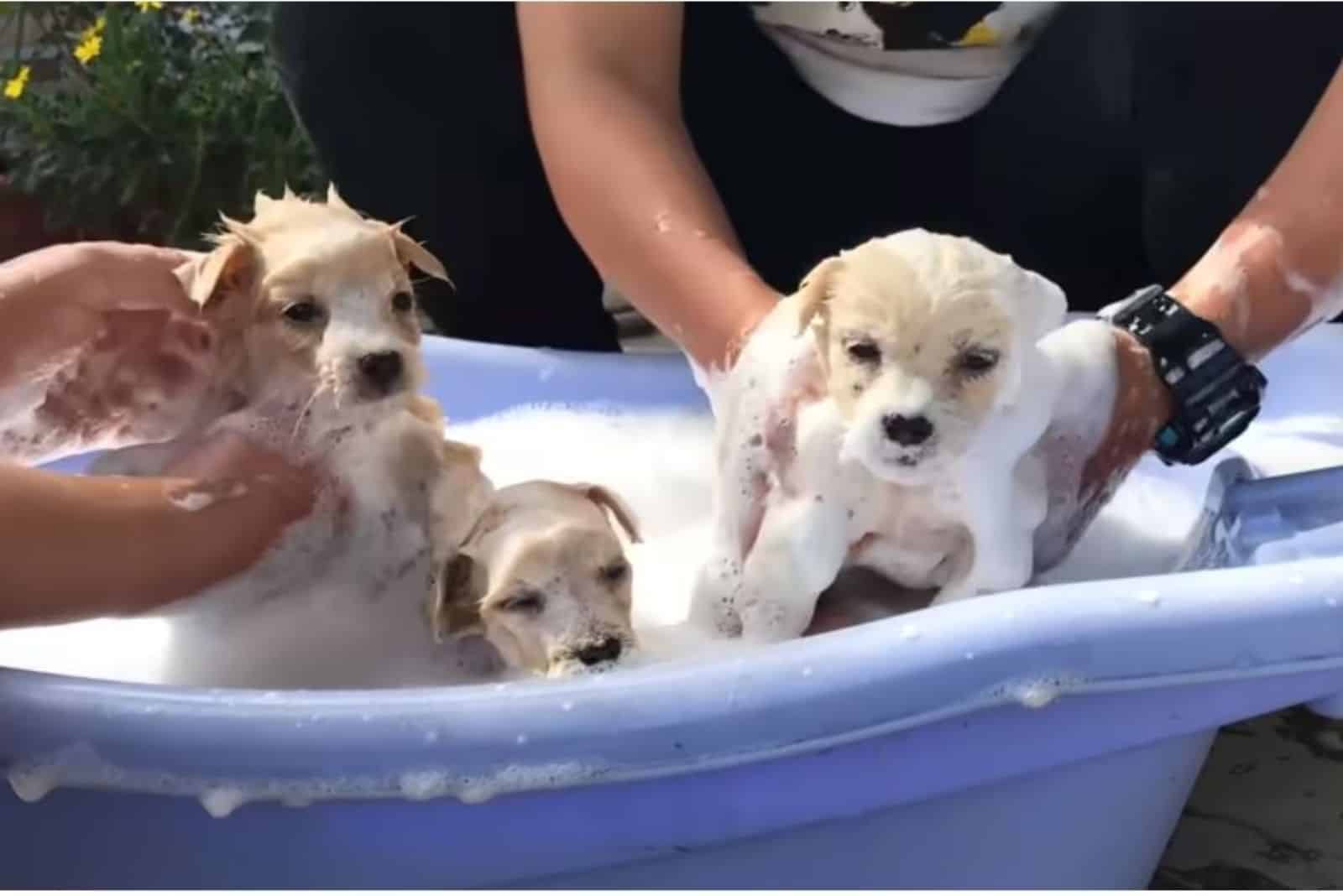 puppies getting bath outdoors