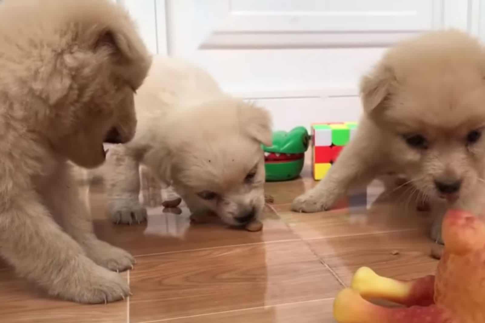 three cute puppies playing with toys
