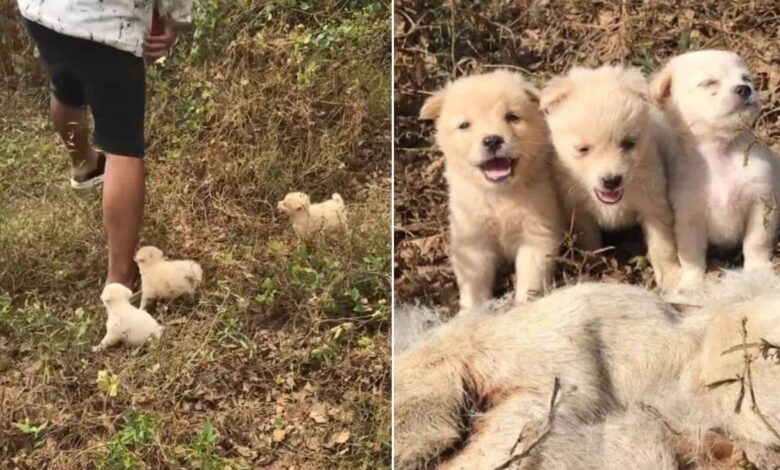 Volunteers Shocked To Find Orphaned Puppies Next To Their Late Mom’s Body