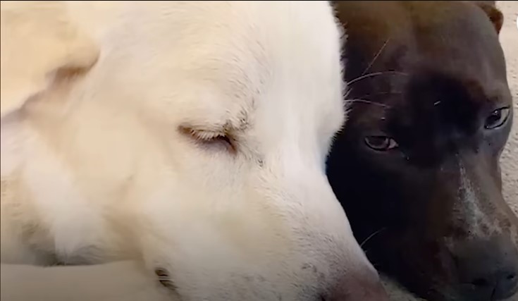 white and black dog