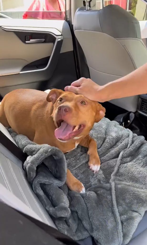 a smiling dog who was rescued from a shelter