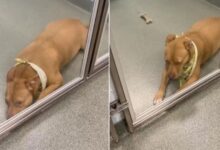 Heartbroken Pittie Spends Over 100 Days In A Shelter Waiting For Someone To Adopt Her