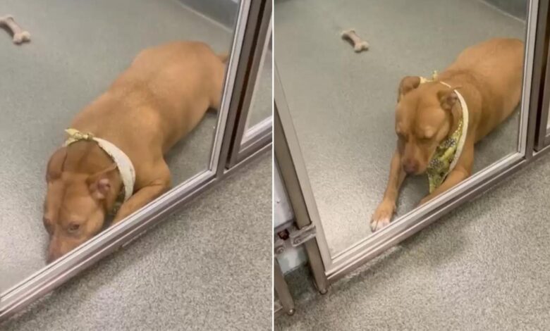 Heartbroken Pittie Spends Over 100 Days In A Shelter Waiting For Someone To Adopt Her