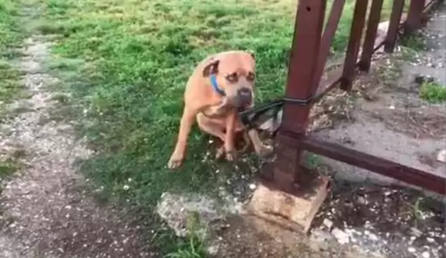 a sad dog stuck on its leash