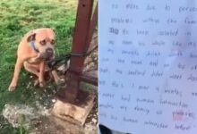 Pit Bull Abandoned In Front Of A Shelter With A Heartbreaking Note