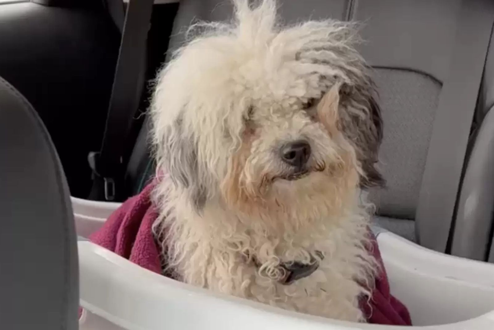 found stray dog sitting in a plastic tub