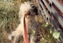 Severely Matted Dog Saved From Bushes Has The Sweetest Secret 