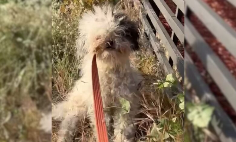Severely Matted Dog Saved From Bushes Has The Sweetest Secret 