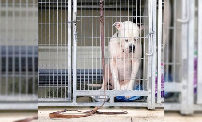 Dog In Heartbreak After Realizing That His Family Left Him At Shelter