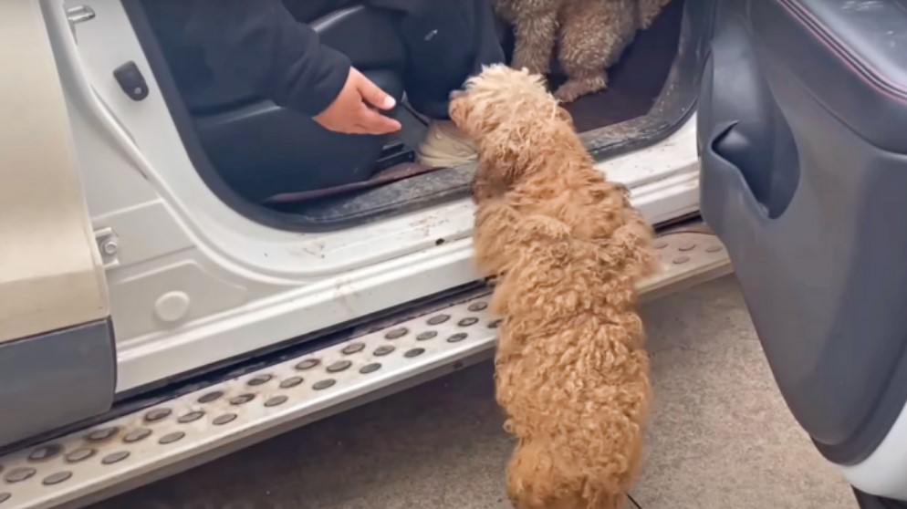dog getting in the car