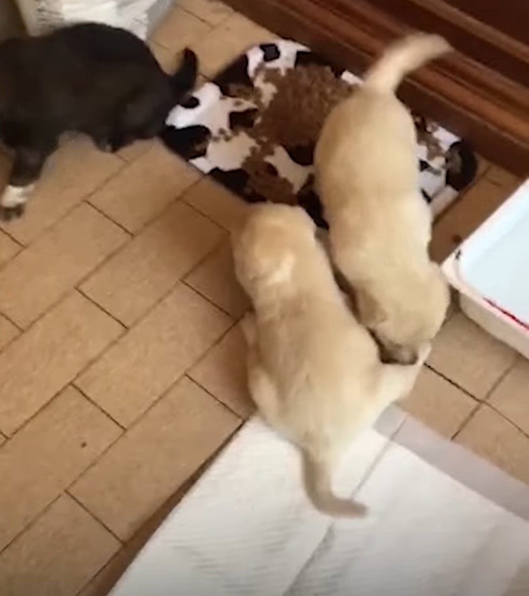 puppies eating from the tray