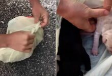 What This Woman Found Inside A Plastic Bag In Bushes Will Shock You