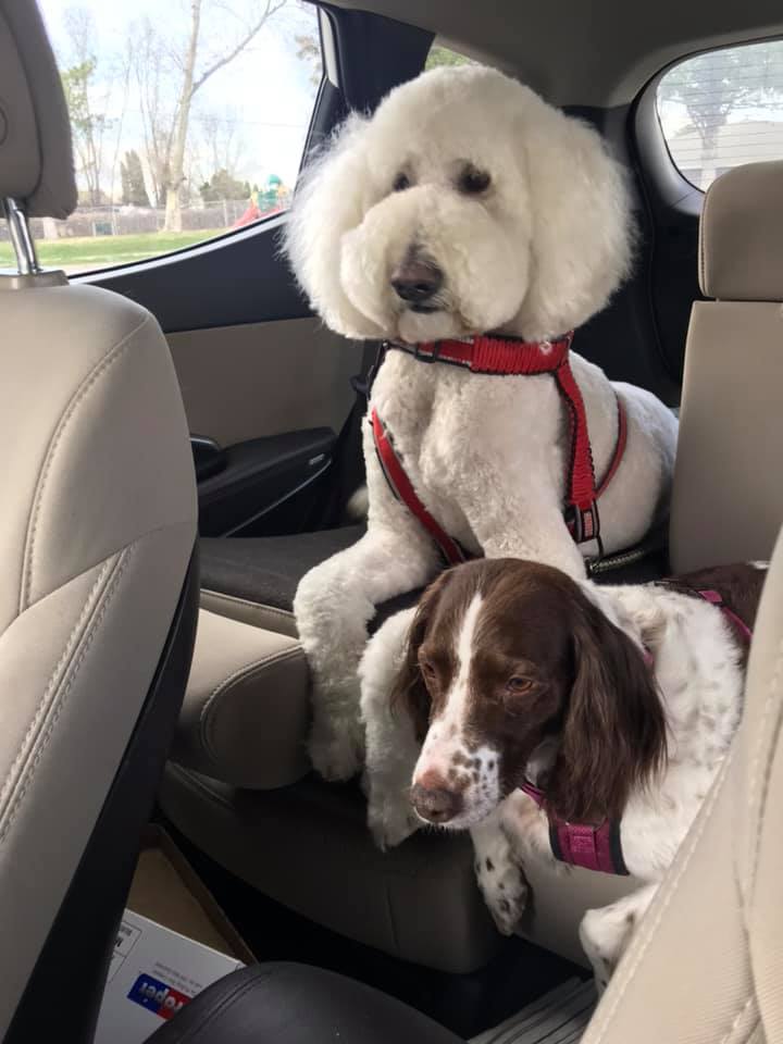 two dogs sitting in the car