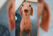 Dog With No Fur Transforming Into The Sweetest Princess Will Leave You In Awe