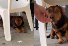 Tiny Stray Dog Spends Weeks Outside A Store, Hoping To Meet A Kind Human