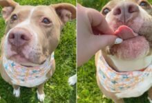 Cruelly Abandoned Pittie Starts Smiling Again After Getting A New Home