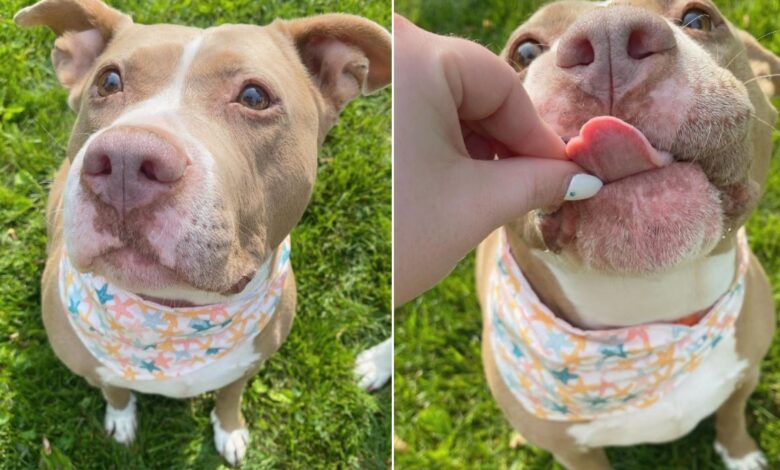 Cruelly Abandoned Pittie Starts Smiling Again After Getting A New Home
