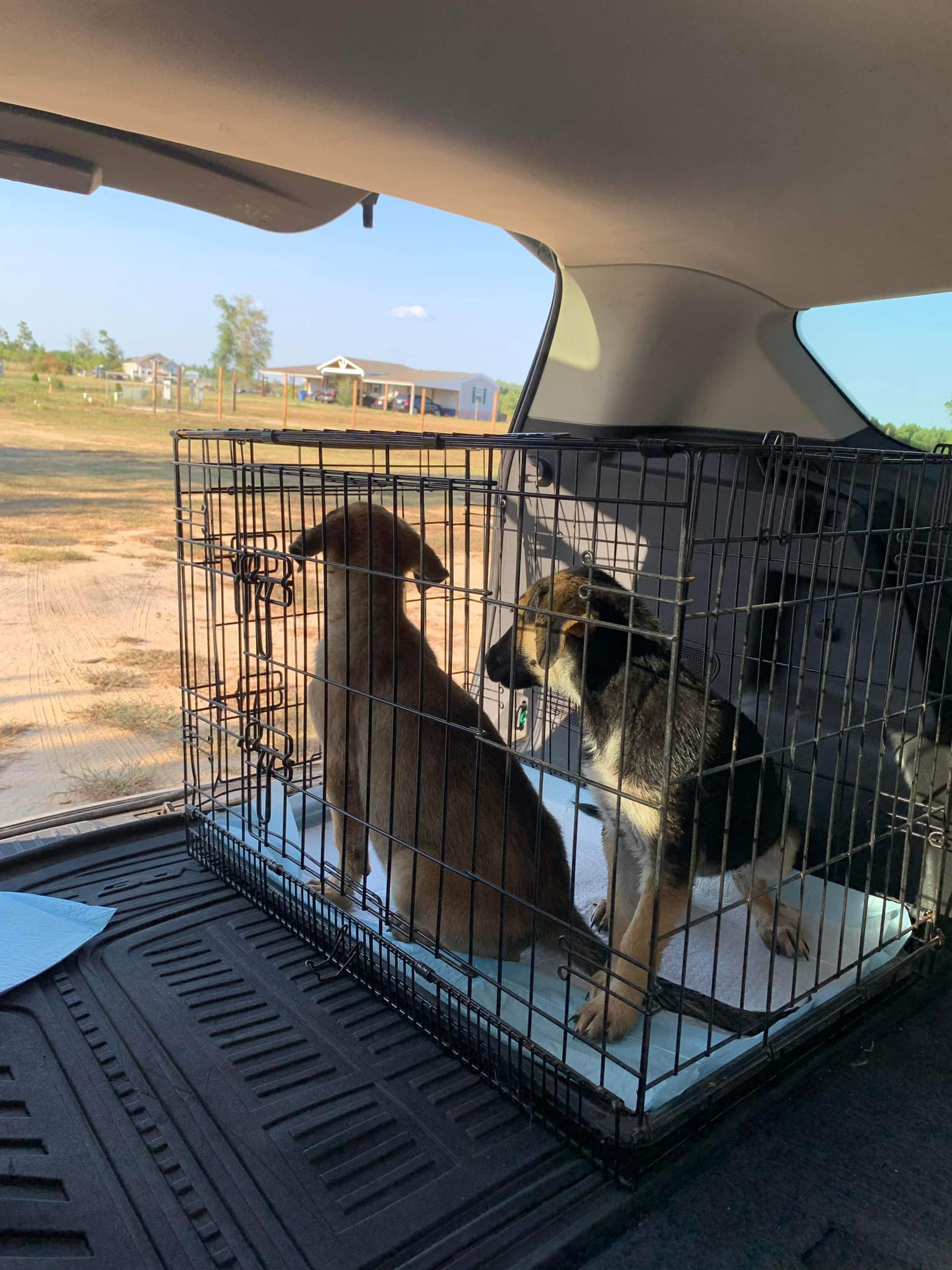 puppies in a cage in the car