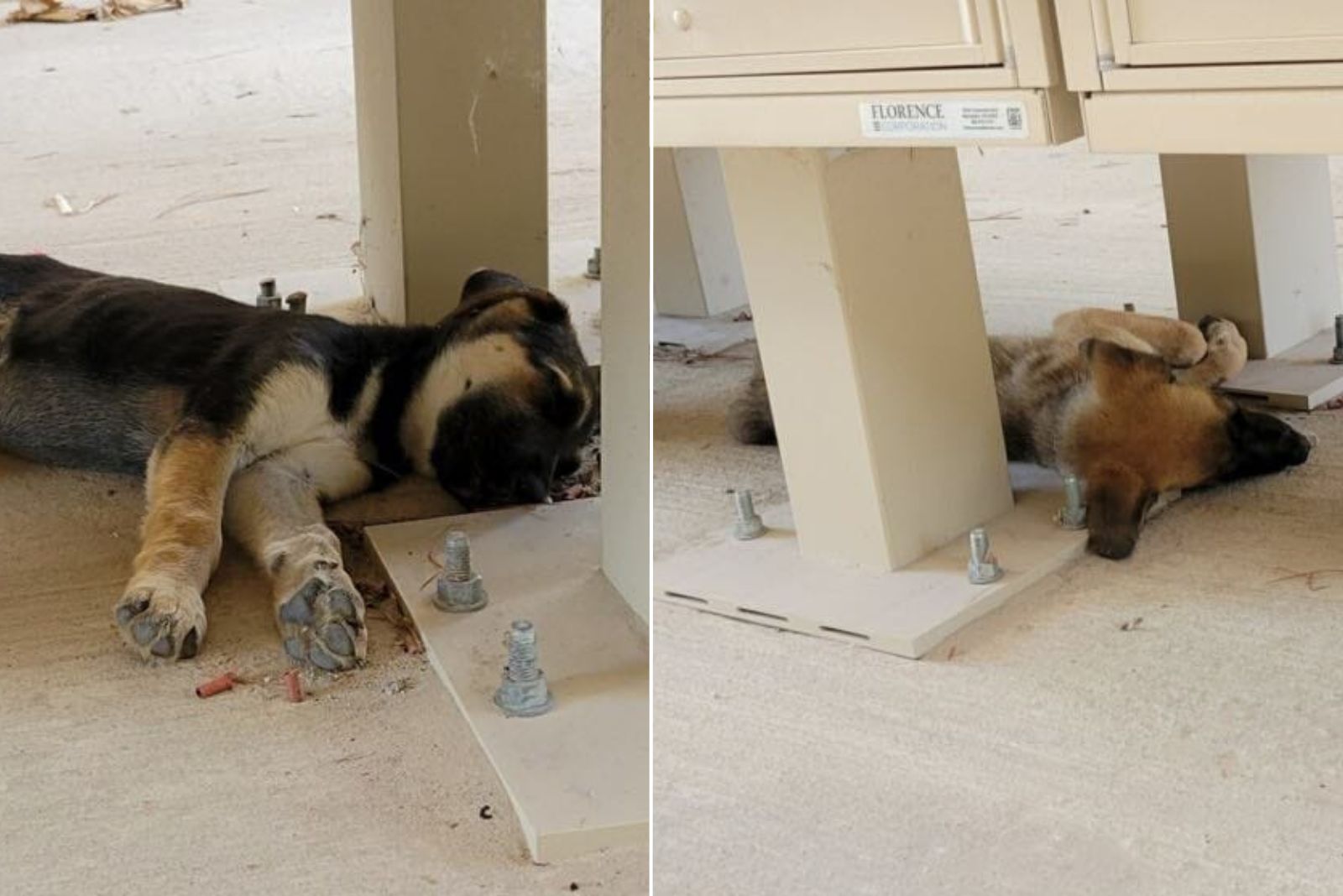 two photos of german shepherd mix puppies sleeping in a post office 