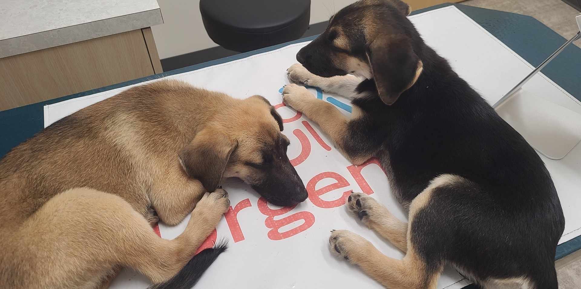 two cute puppies on the vet's table