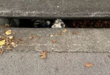 A Furry Head Sticking Out Of The Sewer Resulted In A Rescue Mission
