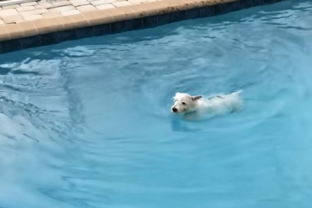 a small dog swims in the pool