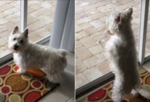 Little Dog Starts Jumping Out Of Excitement When She Sees Something In Her New Home